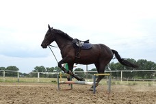 ホースパートナーズのプレスリリース画像1