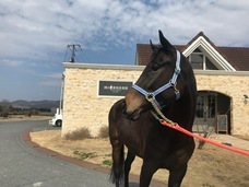 ホースパートナーズのプレスリリース画像4