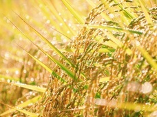 株式会社　龍の瞳のプレスリリース画像4