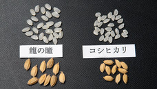 株式会社　龍の瞳のプレスリリース画像1