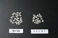株式会社　龍の瞳のプレスリリース画像1