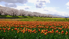 株式会社ドローンエンタテインメントのプレスリリース画像6