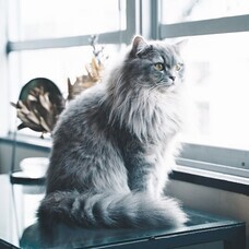 renriのプレスリリース画像1