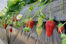 いちごBOXのプレスリリース画像1