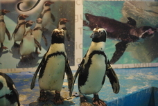 ペンギンのいるBAR池袋のプレスリリース画像1