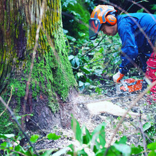 .Pica sericea.のプレスリリース画像3