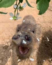 Dikitoon.comのプレスリリース画像3