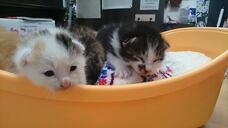 特定非営利活動法人保護猫カフェlove.labのプレスリリース画像1