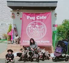 京都パグカフェLivingroomのプレスリリース画像7