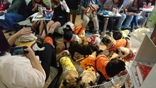 京都パグカフェLivingroomのプレスリリース画像3