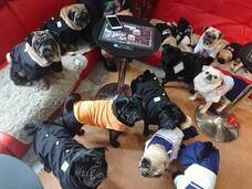 京都パグカフェLivingroomのプレスリリース画像5