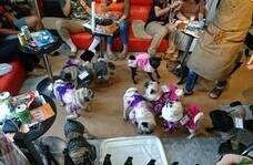 京都パグカフェLivingroomのプレスリリース画像6