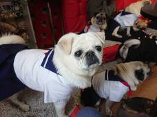 京都パグカフェLivingroomのプレスリリース画像1