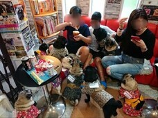 京都パグカフェLivingroomのプレスリリース画像4