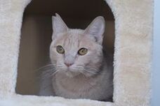 特定非営利活動法人 動物愛護・福祉協会６０家(ロワや)のプレスリリース画像8