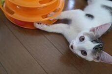 特定非営利活動法人 動物愛護・福祉協会６０家(ロワや)のプレスリリース画像4