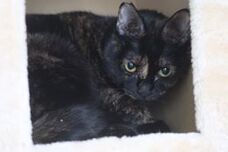 特定非営利活動法人 動物愛護・福祉協会６０家(ロワや)のプレスリリース画像5