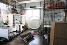 特定非営利活動法人 動物愛護・福祉協会６０家(ロワや)のプレスリリース画像3