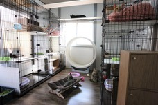 特定非営利活動法人 動物愛護・福祉協会６０家(ロワや)のプレスリリース画像9