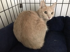 特定非営利活動法人 動物愛護・福祉協会６０家(ロワや)のプレスリリース画像4