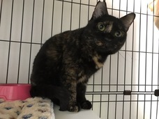 特定非営利活動法人 動物愛護・福祉協会６０家(ロワや)のプレスリリース画像5