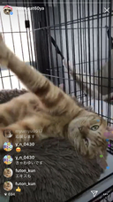 特定非営利活動法人 動物愛護・福祉協会６０家(ロワや)のプレスリリース画像6