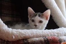 特定非営利活動法人 動物愛護・福祉協会６０家(ロワや)のプレスリリース画像3