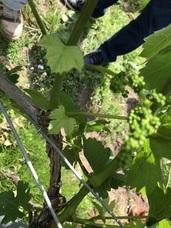 Passion　Wineryのプレスリリース画像3