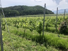 Passion　Wineryのプレスリリース画像3