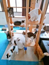 保護猫カフェ funnyCatのプレスリリース画像1