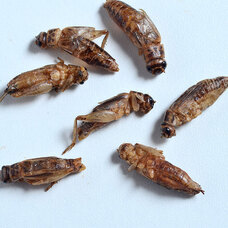 株式会社ＭＮＨのプレスリリース画像2