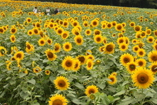 向日葵プリンセス2020プロジェクト実行委員会のプレスリリース画像4