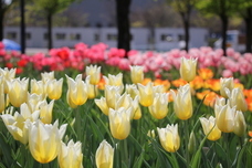 株式会社Asian Bridgeのプレスリリース画像5