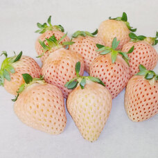 モンテステリース有限会社のプレスリリース画像5