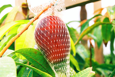 モンテステリース有限会社のプレスリリース画像2