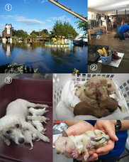 つくばわんわんランドのプレスリリース画像1