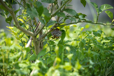 株式会社　日本総合園芸のプレスリリース画像4