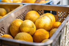 株式会社　日本総合園芸のプレスリリース画像3