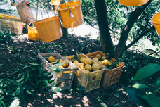 株式会社　日本総合園芸のプレスリリース画像4