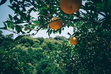 株式会社　日本総合園芸のプレスリリース画像3