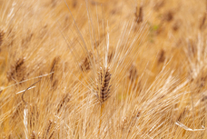 株式会社　日本総合園芸のプレスリリース画像5
