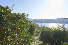 株式会社　日本総合園芸のプレスリリース画像5