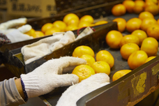 株式会社　日本総合園芸のプレスリリース画像7