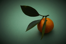 株式会社　日本総合園芸のプレスリリース画像6