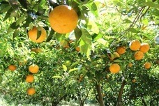 株式会社　日本総合園芸のプレスリリース画像3