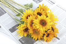 株式会社　日本総合園芸のプレスリリース画像3