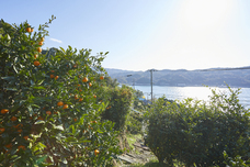 株式会社　日本総合園芸のプレスリリース画像2