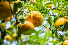 株式会社　日本総合園芸のプレスリリース画像2