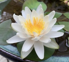 株式会社ユビックスのプレスリリース画像3