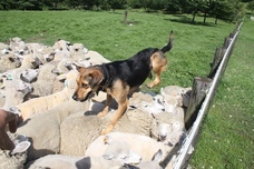 株式会社伊香保グリーン牧場のプレスリリース画像1